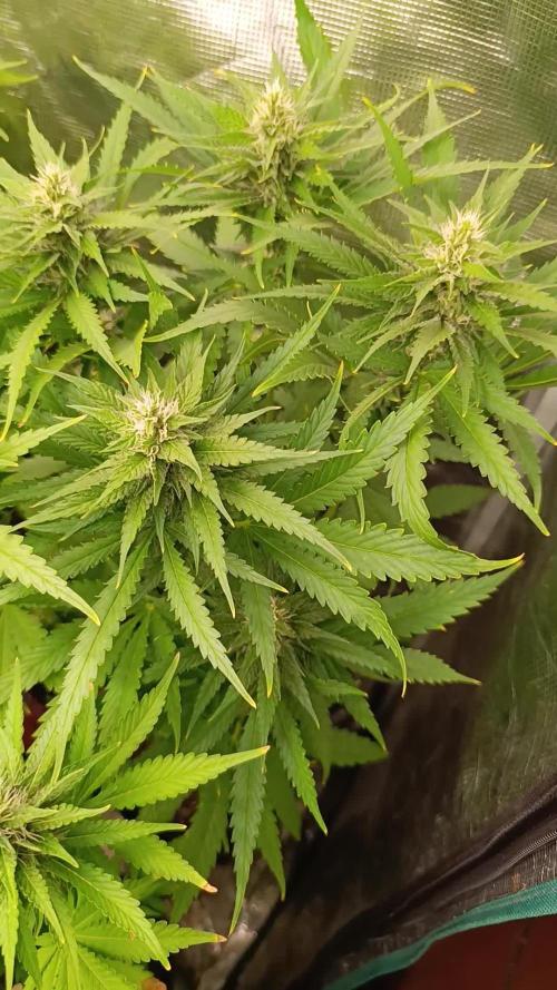 Super Lemon Cherry