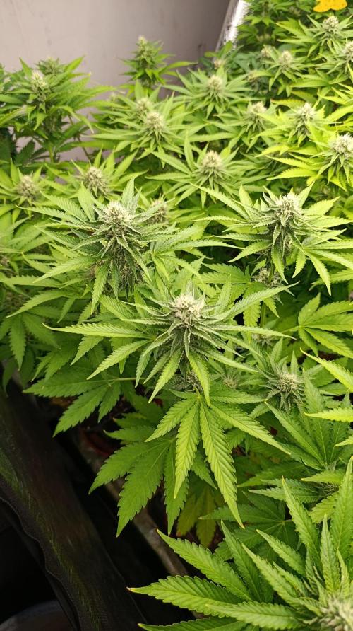 Triple Mints XXL. Week 12