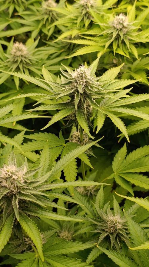 Triple Mints XXL. Week 12