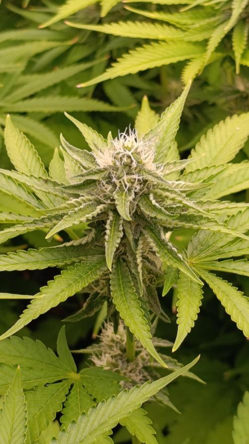 Triple Mints XXL. Week 12