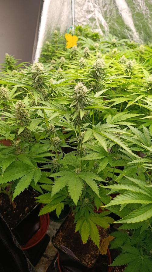 Triple Mints XXL. Week 12