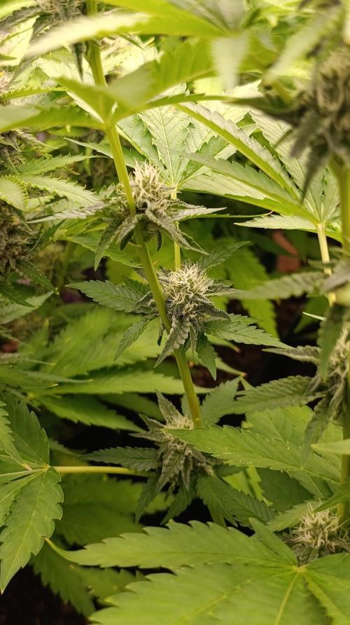 Triple Mints XXL. Week 12