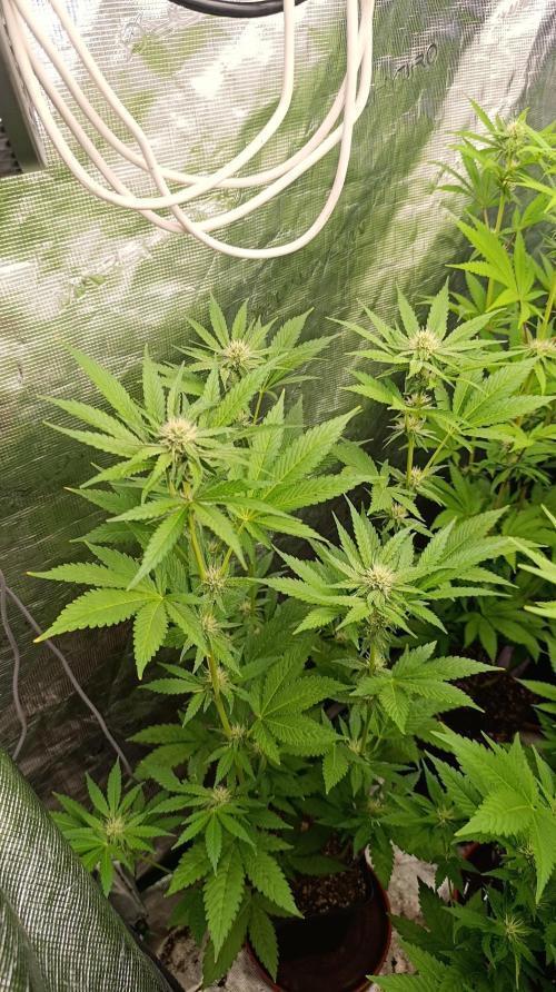 Astro Lemonade F1. Week 10