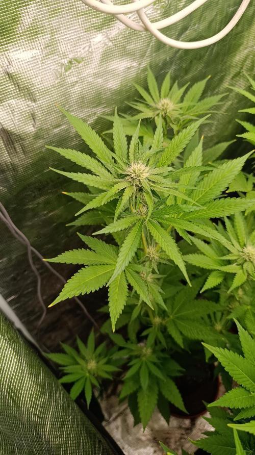 Astro Lemonade F1. Week 10
