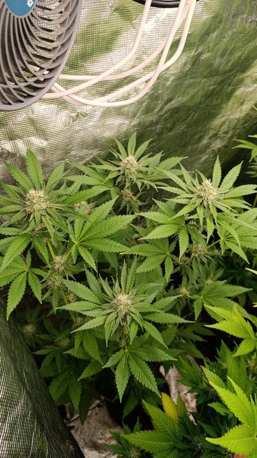 Astro Lemonade F1. Week 11