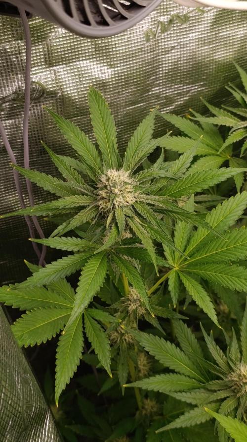 Astro Lemonade F1. Week 11