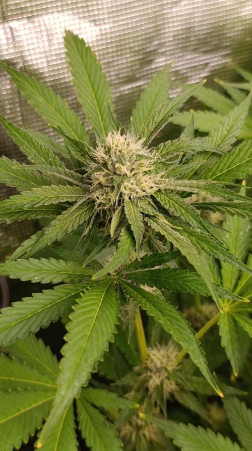 Astro Lemonade F1. Week 11