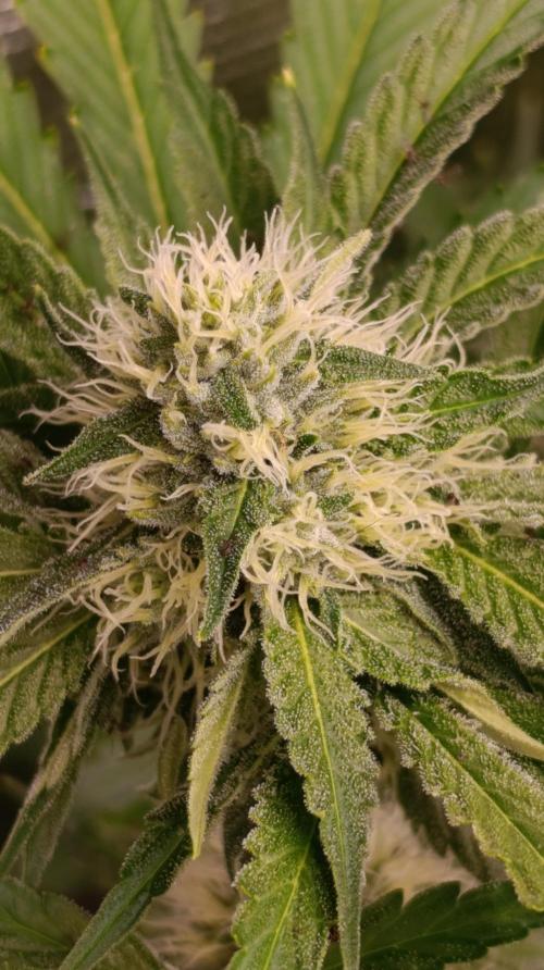 Astro Lemonade F1. Week 11