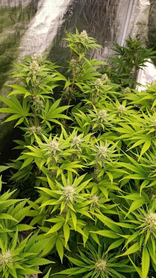 Cosmic Cheddar F1. Week 12
