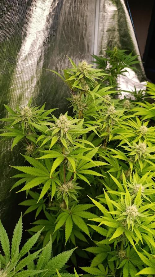 Cosmic Cheddar F1. Week 12