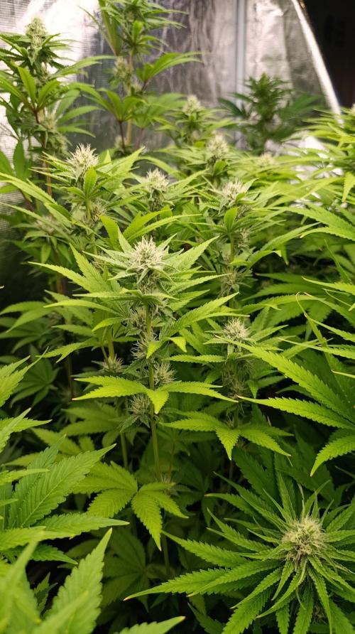 Cosmic Cheddar F1. Week 12