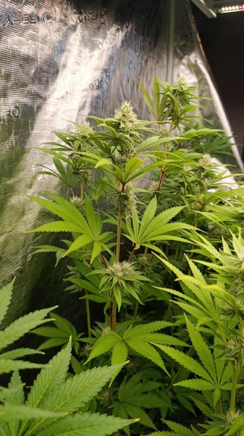Cosmic Cheddar F1. Week 12