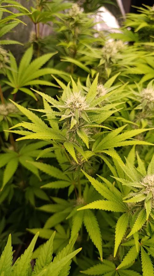 Cosmic Cheddar F1. Week 12