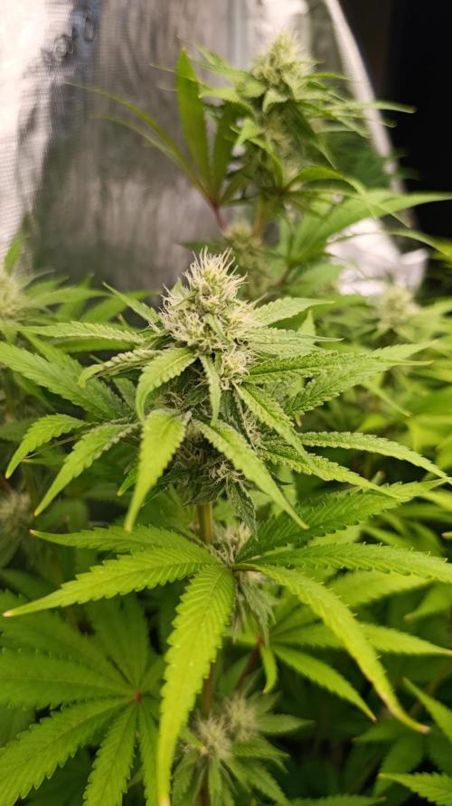 Cosmic Cheddar F1. Week 12