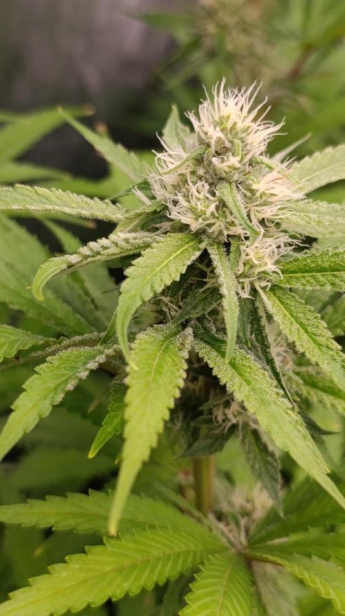 Cosmic Cheddar F1. Week 12