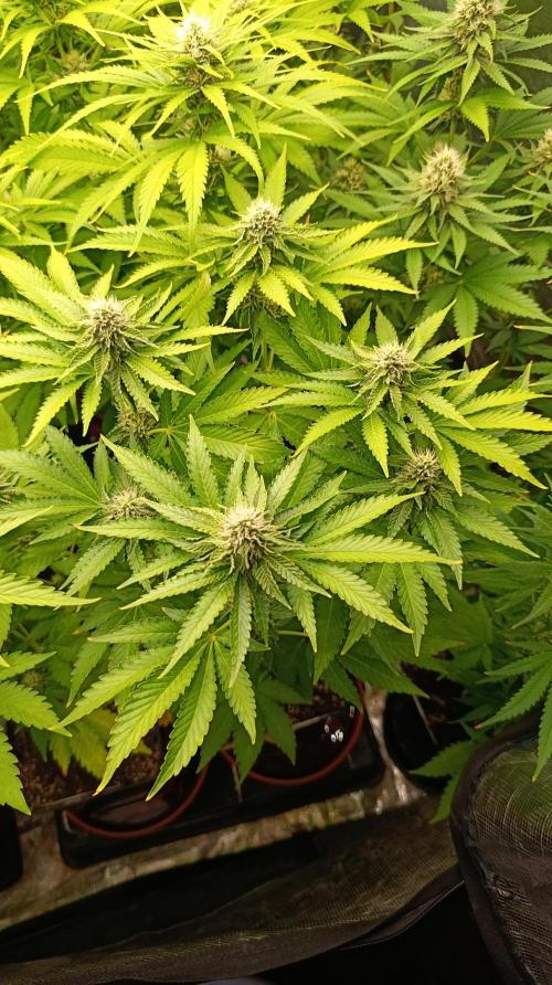 Z42 Limited Edition. Week 12