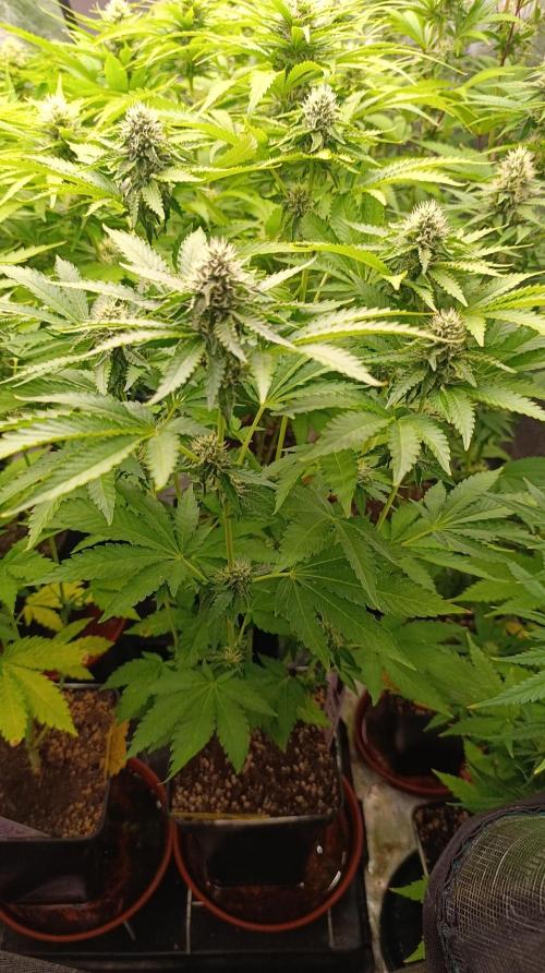 Z42. Week 12