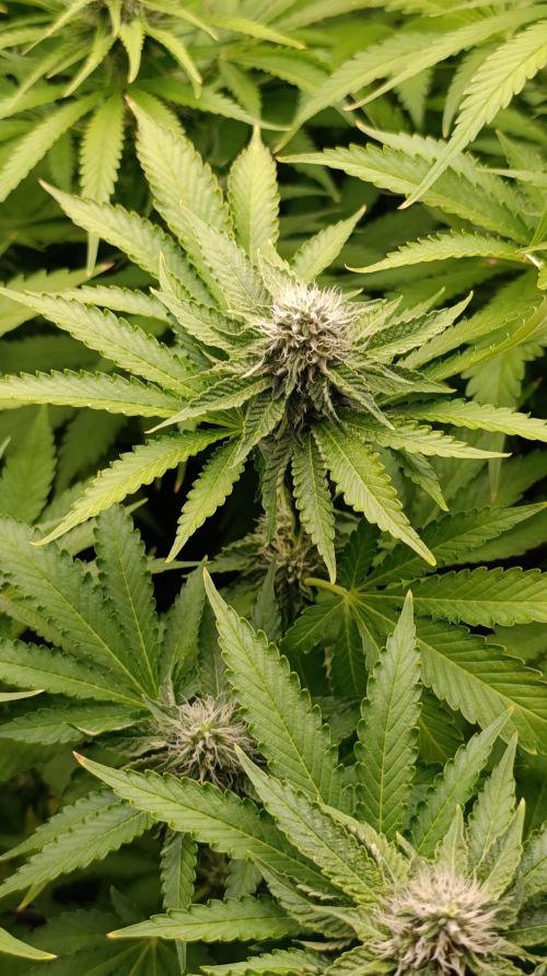 Z42 Limited Edition. Week 12