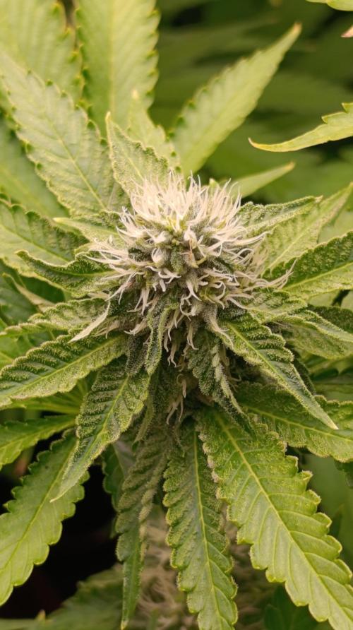 Z42 Limited Edition. Week 12