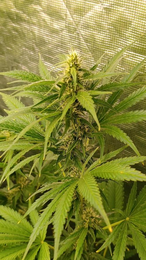 Dozy Don. Week 12