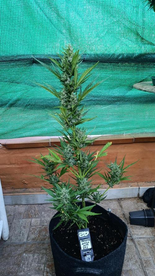 Strawberry Gorilla Rf3 Auto. Week 8