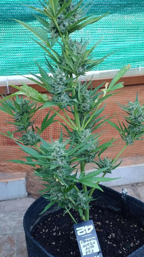 Strawberry Gorilla Rf3 Auto. Week 8