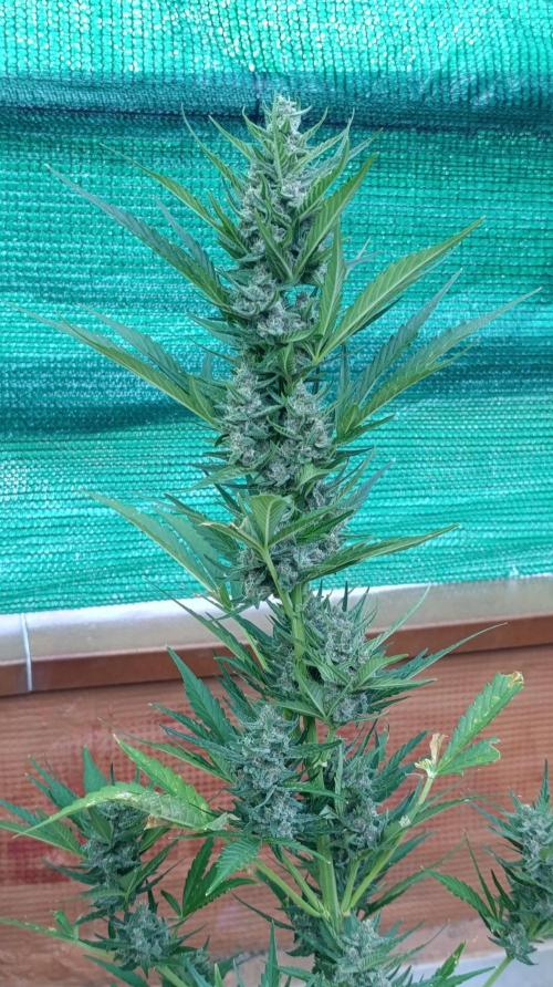 Strawberry Gorilla Rf3 Auto. Week 8