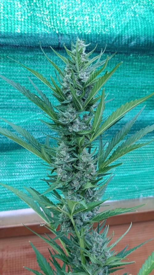 Strawberry Gorilla Rf3 Auto. Week 8
