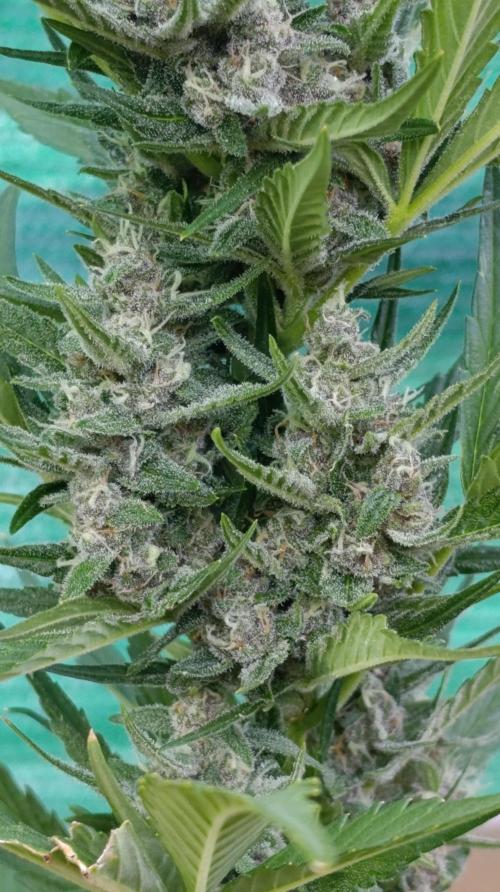 Strawberry Gorilla Rf3 Auto. Week 8