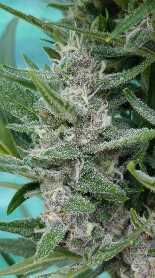 Strawberry Gorilla Rf3 Auto. Week 8
