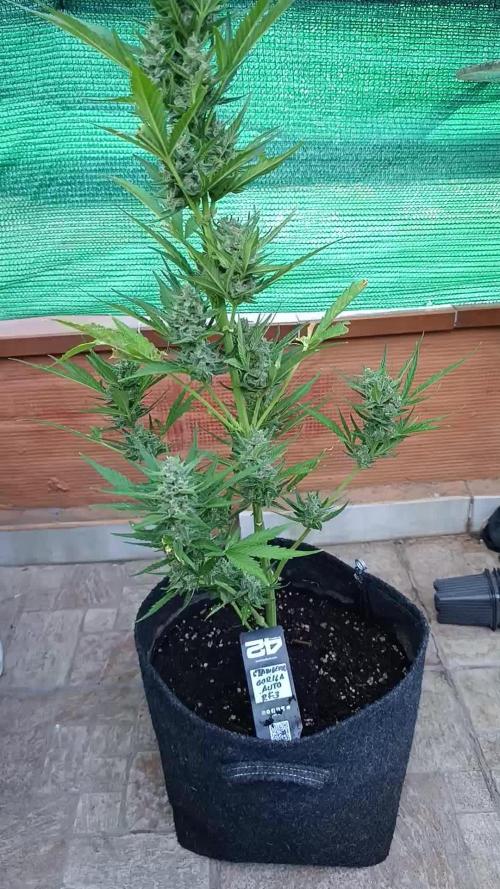 Strawberry Gorilla Rf3 Auto