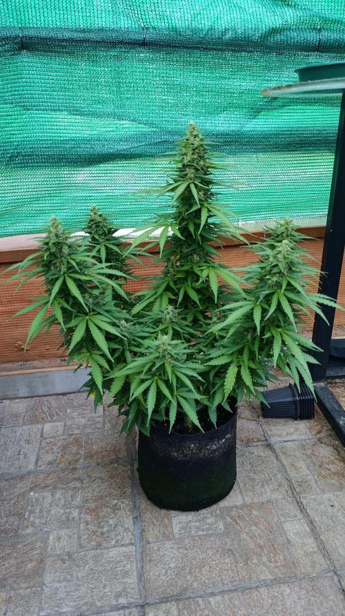 Permanent Marker XXL Auto. Week 12