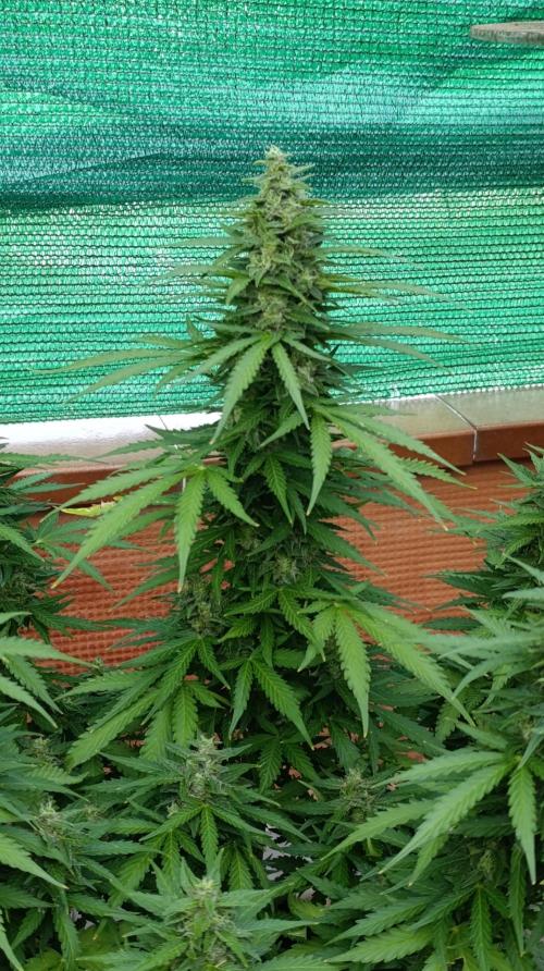Permanent Marker XXL Auto. Week 12