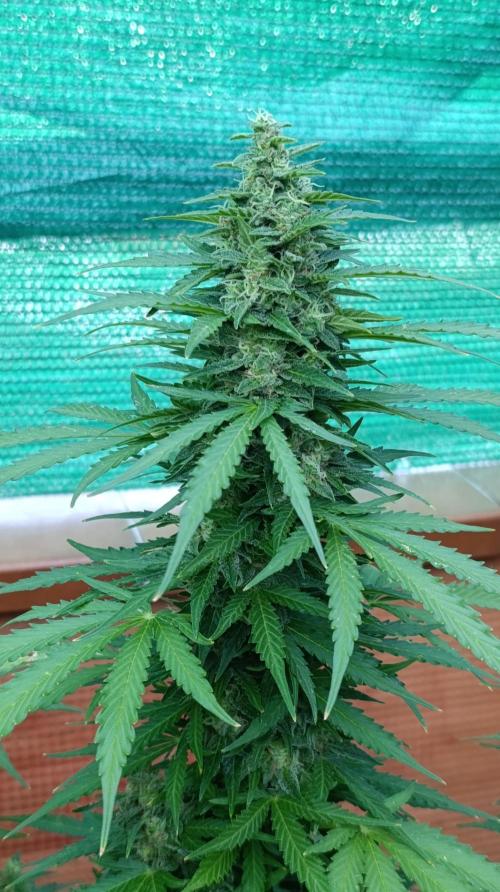 Permanent Marker XXL Auto. Week 12