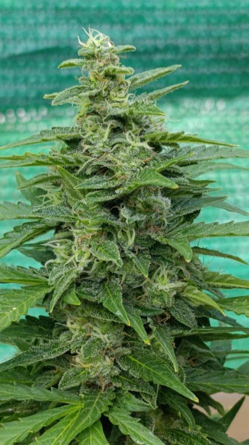 Permanent Marker XXL Auto. Week 12