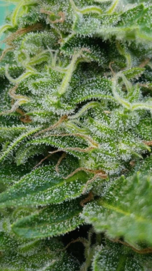 Permanent Marker XXL Auto. Week 12