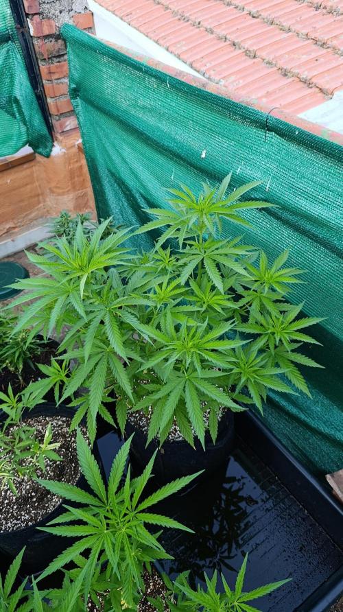 Gello Z & Xpertnutrients. Week 8