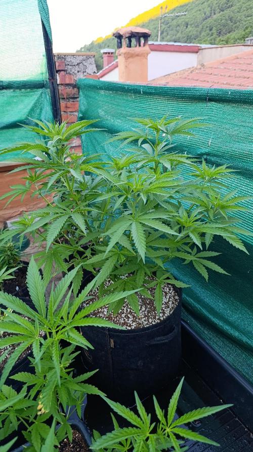 Gello Z & Xpertnutrients. Week 8
