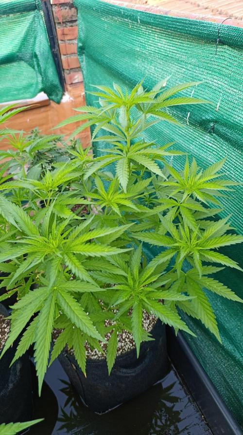 Gello Z & Xpertnutrients. Week 8