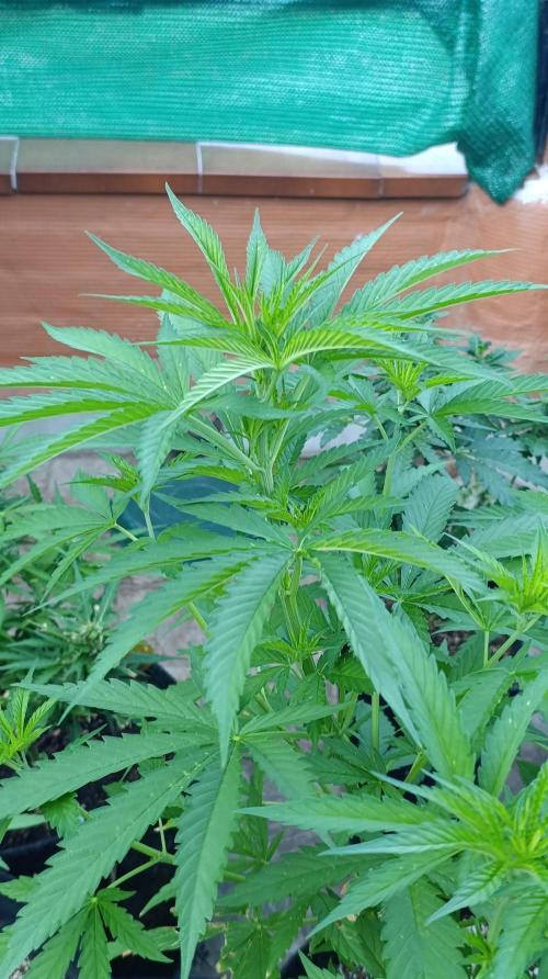Gello Z & Xpertnutrients. Week 8