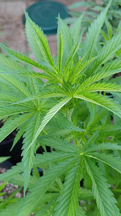 Gello Z & Xpertnutrients. Week 8