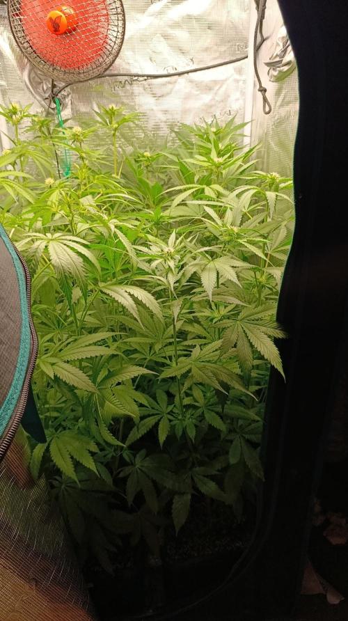 Variegated Parmigiano. Week 8