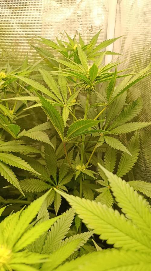 Variegated Parmigiano. Week 8