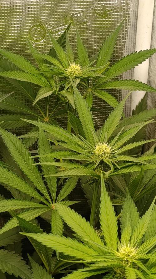 Variegated Parmigiano. Week 8