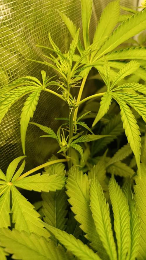 Lemon Parmesan. Week 8
