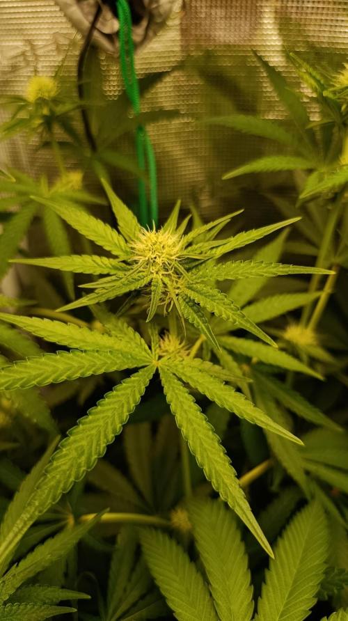 Lemon Parmesan. Week 8