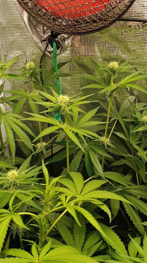 Lemon Parmesan. Week 8