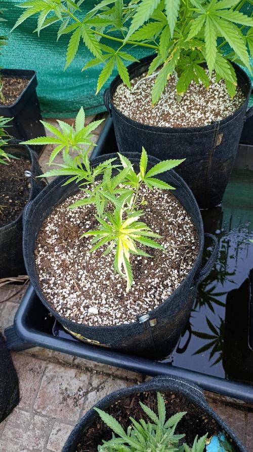 Variegated Parmigiano. Week 8