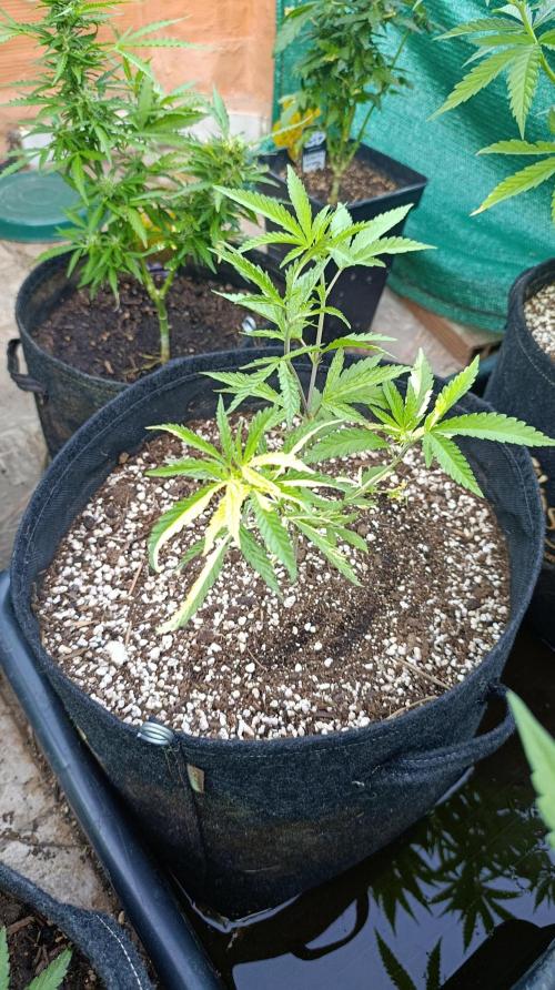 Variegated Parmigiano. Week 8