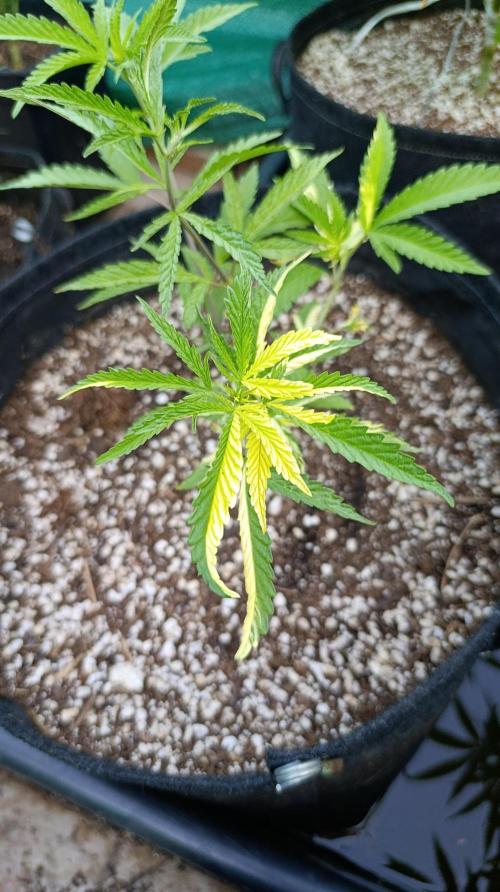 Variegated Parmigiano. Week 8